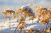 FELLEY PRIORY, NOTTINGHAMSHIRE: WINTER - CLOSE UP PLANT PORTRAIT OF SNOW ON BROWN SEED HEADS OF HYDRANGEA ARBORESCENS ANNABELLE, FLOWERS. FROSTED, SNOWY, DECEMBER