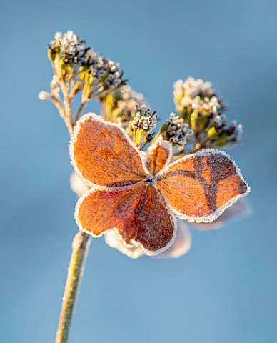 FELLEY_PRIORY_NOTTINGHAMSHIRE_WINTER__CLOSE_UP_PLANT_PORTRAIT_OF_SNOW_ON_BROWN_SEED_HEADS_OF_HYDRANG