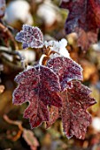 FELLEY PRIORY, NOTTINGHAMSHIRE: WINTER - CLOSE UP PLANT PORTRAIT OF RED LEAVES, LEAF OF HYDRANGEA QUERCIFOLIA SNOWFLAKE. DECEMBER, FROSTY, FROSTED, SNOWY, SNOW