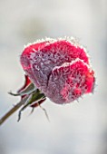 FELLEY PRIORY, NOTTINGHAMSHIRE: WINTER - CLOSE UP PLANT PORTRAIT OF SNOW ON RED FLOWER OF ROSE - ROSA DEEP SECRET. FROSTED, SNOWY, DECEMBER