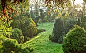 LIME CROSS NURSERY, EAST SUSSEX. WINTER, JANUARY, GRASS PATH AND CONIFERS. BEDS, BORDERS, EVERGREENS, FLOWERBEDS, TREES, SHRUBS