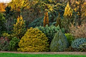LIME CROSS NURSERY, EAST SUSSEX. WINTER, JANUARY, CONIFERS. BEDS, BORDERS, EVERGREENS, FLOWERBEDS, TREES, SHRUBS, LAWN, GRAVEL, PATH