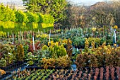 LIME CROSS NURSERY, EAST SUSSEX. WINTER, JANUARY. CONIFERS FOR SLAE IN THE STOCK BEDS