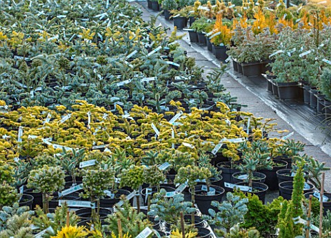 LIME_CROSS_NURSERY_EAST_SUSSEX_WINTER_JANUARY_CONIFERS_FOR_SLAE_IN_THE_STOCK_BEDS