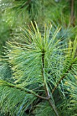 LIME CROSS NURSERY, EAST SUSSEX. WINTER, JANUARY, CLOSE UP PLANT PORTRAIT OF CONIFER - PINUS WALLICHIANA ( GRIFFITHII ) - BHUTAN, GREEN, LEAVES, TREES, FOLIAGE, CONIFERS, BRANCHES