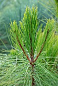 LIME CROSS NURSERY, EAST SUSSEX. WINTER, JANUARY, CLOSE UP PLANT PORTRAIT OF CONIFER - PINUS YUNNANENSIS, GREEN, LEAVES, TREES, FOLIAGE, CONIFERS, BRANCHES, YUNNAN