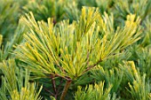 LIME CROSS NURSERY, EAST SUSSEX. WINTER, JANUARY, CLOSE UP PLANT PORTRAIT OF CONIFER - PINUS STROBUS MINIMA, LEAVES, TREES, FOLIAGE, CONIFERS, BRANCHES, GREEN, NEEDLES