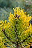 LIME CROSS NURSERY, EAST SUSSEX. WINTER, JANUARY, CLOSE UP PLANT PORTRAIT OF CONIFER - PINUS MUGO GOLDEN GLOW, LEAVES, TREES, FOLIAGE, CONIFERS, BRANCHES, YELLOW