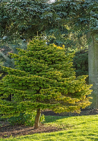 LIME_CROSS_NURSERY_EAST_SUSSEX_WINTER_JANUARY_CONIFER_IN_THE_GARDEN_GREEN_EVERGREENS_TREES_SHRUBS