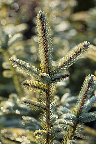 LIME_CROSS_NURSERY_EAST_SUSSEX_WINTER_JANUARY_CLOSE_UP_PLANT_PORTRAIT_OF_CONIFER__PICEA_PUNGENS_EDIT