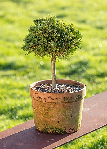 LIME_CROSS_NURSERY_EAST_SUSSEX_WINTER_JANUARY_TERRACOTTA_CONTAINER_PLANTED_WITH_PINUS_MUGO_FLANDERS_