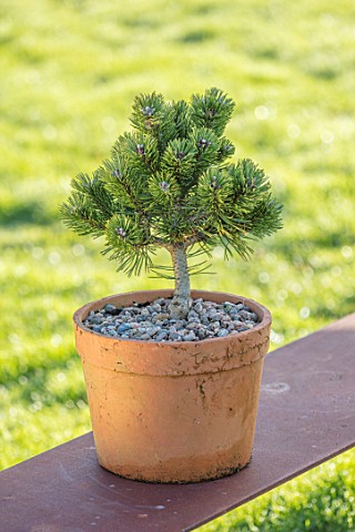 LIME_CROSS_NURSERY_EAST_SUSSEX_WINTER_JANUARY_TERRACOTTA_CONTAINER_PLANTED_WITH_PINUS_MUGO_PICOBELLO