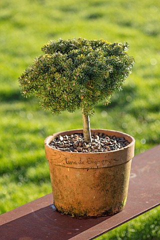 LIME_CROSS_NURSERY_EAST_SUSSEX_WINTER_JANUARY_TERRACOTTA_CONTAINER_PLANTED_WITH_ABIES_KOREANA_BLAUER