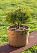 LIME CROSS NURSERY, EAST SUSSEX. WINTER, JANUARY. TERRACOTTA CONTAINER PLANTED WITH PINUS STROBUS SEA URCHIN. GREEN, EVERGREENS, CONIFER, FOLIAGE, LEAVES, SHRUBS