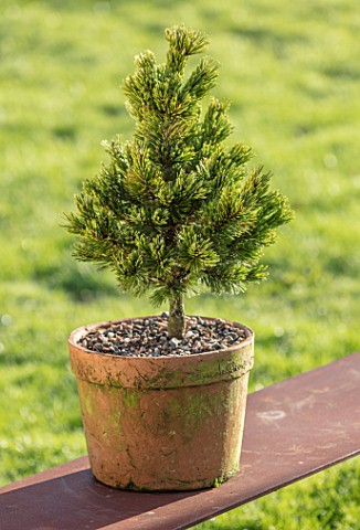 LIME_CROSS_NURSERY_EAST_SUSSEX_WINTER_JANUARY_TERRACOTTA_CONTAINER_PLANTED_WITH_PINUS_ARISTATA_SHERW