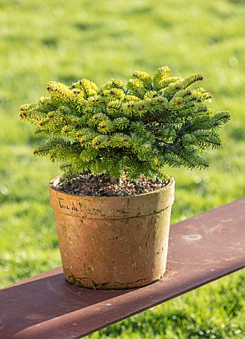 LIME_CROSS_NURSERY_EAST_SUSSEX_WINTER_JANUARY_TERRACOTTA_CONTAINER_PLANTED_WITH_ABIES_KOREANA_GREEN_