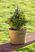 LIME CROSS NURSERY, EAST SUSSEX. WINTER, JANUARY. TERRACOTTA CONTAINER PLANTED WITH ABIES KOREANA SILBERPEARL. GREEN, EVERGREENS, CONIFER, FOLIAGE, LEAVES, SHRUBS