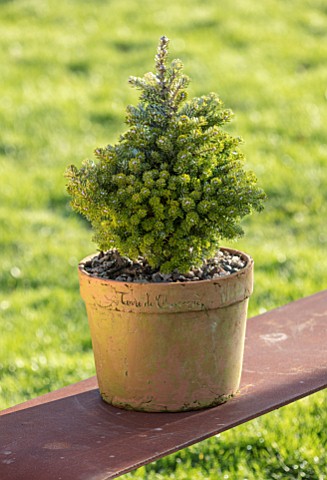 LIME_CROSS_NURSERY_EAST_SUSSEX_WINTER_JANUARY_TERRACOTTA_CONTAINER_PLANTED_WITH_ABIES_KOREANA_SILBER