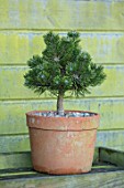 LIME CROSS NURSERY, EAST SUSSEX. WINTER, JANUARY. TERRACOTTA CONTAINER PLANTED WITH PINUS MUGO PICOBELLO. GREEN, EVERGREENS, CONIFER, FOLIAGE, LEAVES, SHRUBS