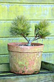 LIME CROSS NURSERY, EAST SUSSEX. WINTER, JANUARY. TERRACOTTA CONTAINER PLANTED WITH PINUS STROBUS SEA URCHIN. GREEN, EVERGREENS, CONIFER, FOLIAGE, LEAVES, SHRUBS