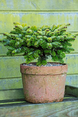 LIME_CROSS_NURSERY_EAST_SUSSEX_WINTER_JANUARY_TERRACOTTA_CONTAINER_PLANTED_WITH_ABIES_KOREANA_GREEN_
