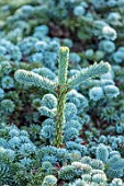 LIME CROSS NURSERY, EAST SUSSEX. WINTER, JANUARY, CLOSE UP PLANT PORTRAIT OF CONIFER - ABIES PROCERA BLAUE HEXE, LEAVES, TREES, FOLIAGE, CONIFERS, BRANCHES, BLUE, NEEDLES, CONES
