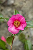 BODNANT GARDEN, WALES, THE NATIONAL TRUST: THE WINTER GARDEN, CLOSE UP PLANT PORTRAIT OF PINK FLOWERS OF CAMELLIA