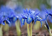 BODNANT GARDEN, WALES, THE NATIONAL TRUST: THE WINTER GARDEN. CLOSE UP PLANT PORTRAIT OF BLUE FLOWERS OF IRIS RETICULATA HISTRIOIDES LADY BEATRIX STANLEY. FLOWERING, BULBS, IRISES
