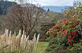 BODNANT GARDEN, WALES, THE NATIONAL TRUST: THE WINTER GARDEN. VIEW TO SNOWDONIA WITH RHODODENDRON AND ACER GRISEUM