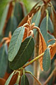BODNANT GARDEN, WALES, THE NATIONAL TRUST: THE WINTER GARDEN, PLANT PORTRAIT OF THE LEAVES OF RHODODENDRON MALLOTUM. LATE WINTER, FEBRUARY, TEXTURES, FOLIAGE