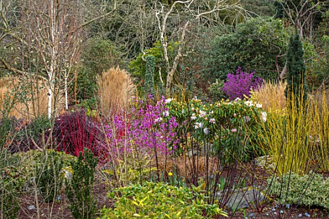 BODNANT_GARDEN_WALES_THE_NATIONAL_TRUST_THE_WINTER_GARDEN_IN_FEBRUARY_WITH_RHODODENDRON_DAURICUM_MID