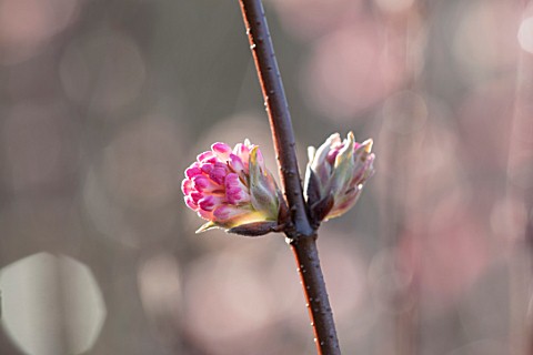 HS_GARDEN_HARLOW_CARR_YORKSHIRE_THE_WINTER_GARDEN_CLOSE_UP_PLANT_PORTRAIT_OF_PINK_FLOWERS_BUDS_OF_VI