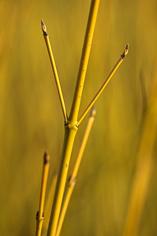 RHS_GARDEN_HARLOW_CARR_YORKSHIRE_THE_WINTER_GARDEN_CLOSE_UP_PLANT_PORTRAIT_OF_YELLOW_STEMS_BARK_OF_C