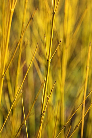 RHS_GARDEN_HARLOW_CARR_YORKSHIRE_THE_WINTER_GARDEN_CLOSE_UP_PLANT_PORTRAIT_OF_YELLOW_STEMS_BARK_OF_C