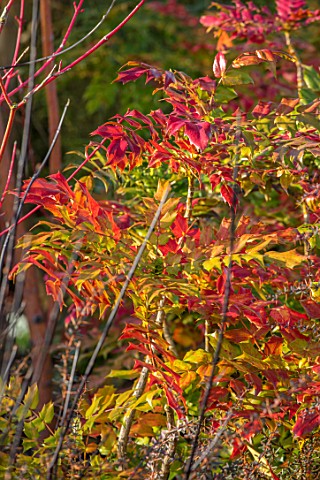 RHS_GARDEN_HARLOW_CARR_YORKSHIRE_THE_WINTER_GARDEN_PLANT_PORTRAIT_OF_COLOURFUL_LEAVES_FOLIAGE_SPIKES