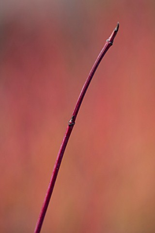 RHS_GARDEN_HARLOW_CARR_YORKSHIRE_THE_WINTER_GARDEN_CLOSE_UP_PLANT_PORTRAIT_OF_RED_STEMS_BRANCHES_BAR