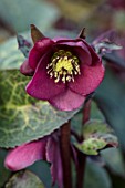 RHS GARDEN HARLOW CARR, YORKSHIRE: THE WINTER GARDEN. CLOSE UP PLANT PORTRAIT OF RED FLOWER OF HELLEBORE. PERENNIAL