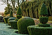 RODMARTON MANOR, GLOUCESTERSHIRE, WINTER. FEBRUARY - FROST IN THE TROUGHERY. DAWN LIGHT, SUNRISE, THE MANOR, ENGLISH, COUNTRY, GARDEN, CLIPPED YEW TOPIARY