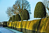 RODMARTON MANOR, GLOUCESTERSHIRE, WINTER - HOLLY HEDGE TOPIARY ALONG THE FRONT DRIVE IN FROST. ENGLISH, COUNTRY, GARDEN, FEBRUARY, HEDGING, FORMAL, ILEX