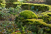 RODMARTON MANOR, GLOUCESTERSHIRE, WINTER. WALL COVERED IN MOSS WITH HELLEBORES