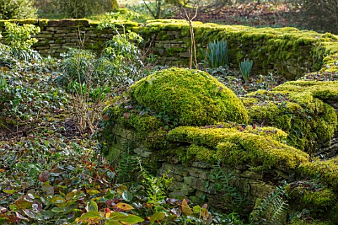 RODMARTON_MANOR_GLOUCESTERSHIRE_WINTER_WALL_COVERED_IN_MOSS_WITH_HELLEBORES