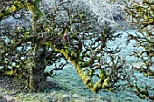 RODMARTON MANOR, GLOUCESTERSHIRE, WINTER. OLD ESPALIERED APPLE TREE IN THE KITCHEN, VEGETABLE GARDEN. ENGLISH, COUNTRY,MALUS, FRUIT, TRAINED, ESPALIERED