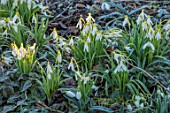 RODMARTON MANOR, GLOUCESTERSHIRE, WINTER. FROSTED YELLOW SNOWDROPS - GALANTHUS SPINDLESTONE SURPRISE. WHITE, FLOWERS, FLOWERING, BLOOMS, BULBS, PURE, NODDING, COLOURS, EARLY