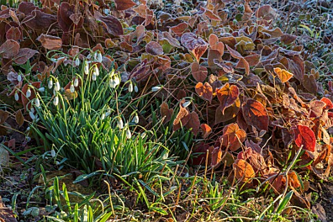 RODMARTON_MANOR_GLOUCESTERSHIRE_WINTER_FROSTED_SNOWDROPS__GALANTHUS_AND_EPIMEDIUMS_IN_FROST_WHITE_FL
