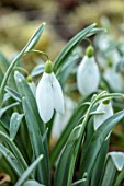RODMARTON MANOR, GLOUCESTERSHIRE, WINTER. SNOWDROPS - GALANTHUS BILL BISHOP. WHITE, FLOWERS, FLOWERING, BLOOMS, BULBS, PURE, NODDING, COLOURS, EARLY, GREEN