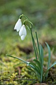 RODMARTON MANOR, GLOUCESTERSHIRE, WINTER. SNOWDROPS - GALANTHUS MORETON MILL. WHITE, FLOWERS, FLOWERING, BLOOMS, BULBS, PURE, NODDING, COLOURS, EARLY, GREEN