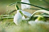 RODMARTON MANOR, GLOUCESTERSHIRE, WINTER. SNOWDROPS - GALANTHUS WALKER CANADA.  WHITE, FLOWERS, FLOWERING, BLOOMS, BULBS, PURE, NODDING, COLOURS, EARLY, GREEN