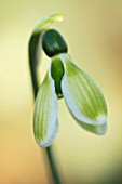 RODMARTON MANOR, GLOUCESTERSHIRE, WINTER. SNOWDROPS - GALANTHUS CLAUD BIDDULPH.  WHITE, FLOWERS, FLOWERING, BLOOMS, BULBS, PURE, NODDING, COLOURS, EARLY, GREEN