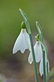RODMARTON MANOR, GLOUCESTERSHIRE, WINTER. SNOWDROPS - GALANTHUS SERAPH.  WHITE, FLOWERS, FLOWERING, BLOOMS, BULBS, PURE, NODDING, COLOURS, EARLY, GREEN