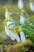 RODMARTON MANOR, GLOUCESTERSHIRE, WINTER. SNOWDROPS - GALANTHUS SARAH DUMONT.  WHITE, FLOWERS, FLOWERING, BLOOMS, BULBS, PURE, NODDING, COLOURS, EARLY, GREEN, YELLOW
